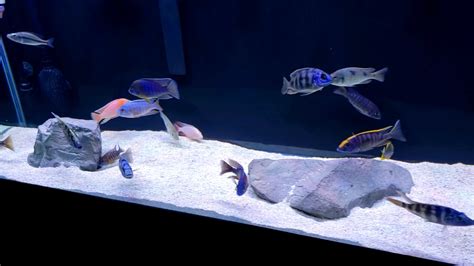 #2 Rainbows love to eat <strong>plants</strong>. . Elite cichlids plants
